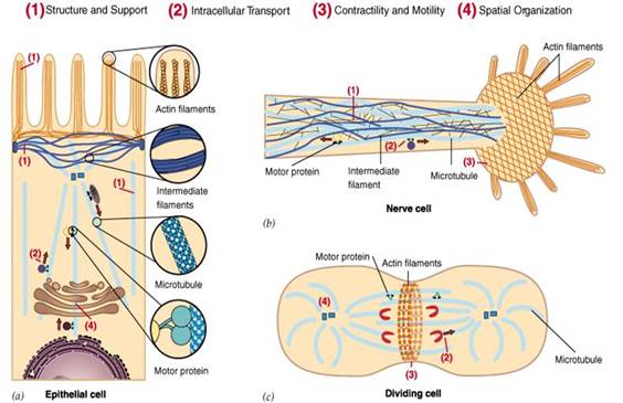 the major functions of the cytoskeleton