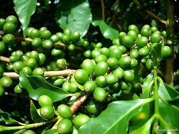 咖啡植物