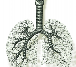 肺动脉图