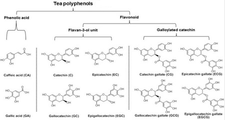 Figure 2 is the tea polyphenols containing the major chemical substances