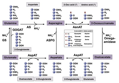 Asparagine metabolic pathways 