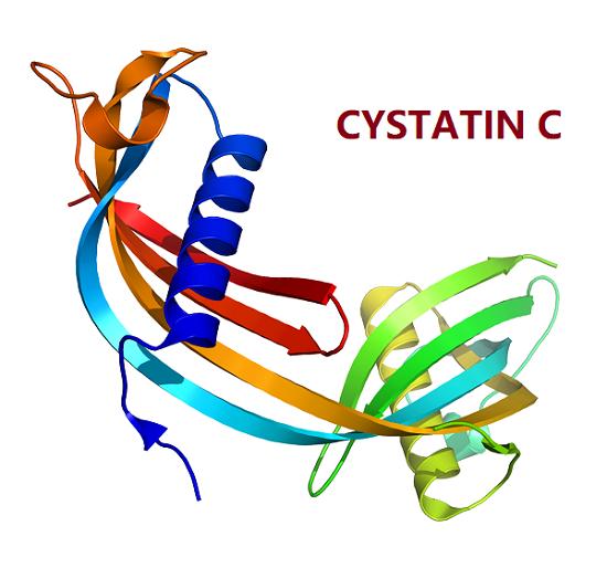 CYSTATIN C.png