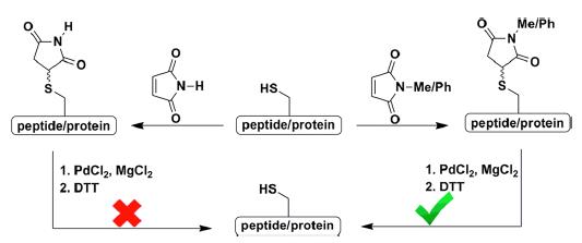 琥珀酰亚胺在半胱氨酸上的按需分离促进蛋白质的（半）合成