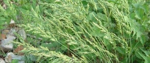 氟唑磺隆能防除小麦田早熟禾