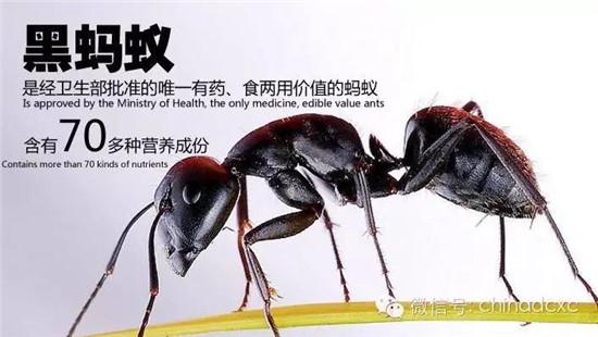 黑蚂蚁提取物的营养价值作用与功效