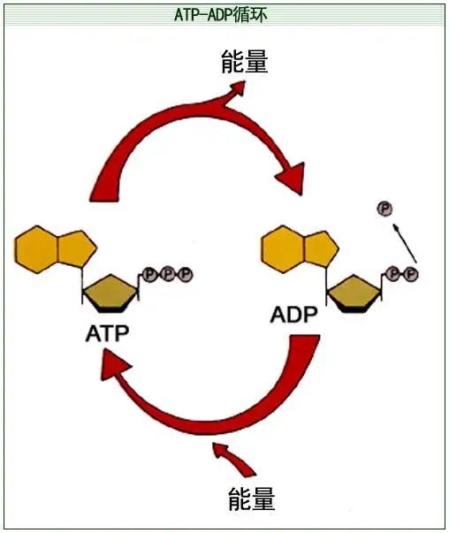 ATP-ADP循环.png