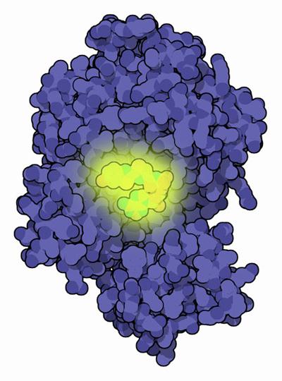 Firefly luciferase with the chromophore in yellow