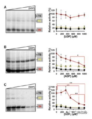 Fig9. NDP对NS5BΔ21 RNA聚合酶活性的影响。