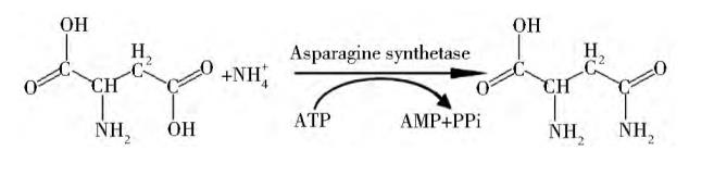 图1 L-天冬酰胺的生物合成