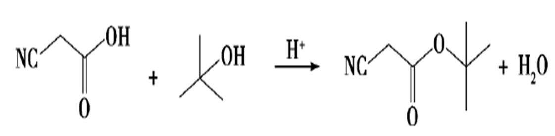 图2 氰乙酸叔丁酯的合成路线