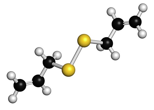 二烯丙基二硫的合成与应用