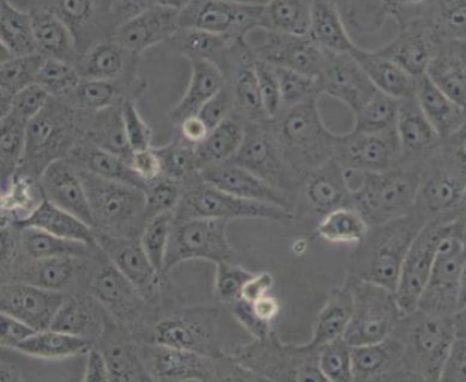 MARC145](非洲绿猴胚胎肾细胞)