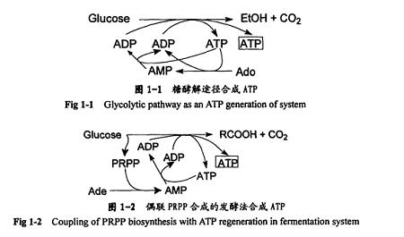 固定化酶法制备5'-三磷酸腺苷