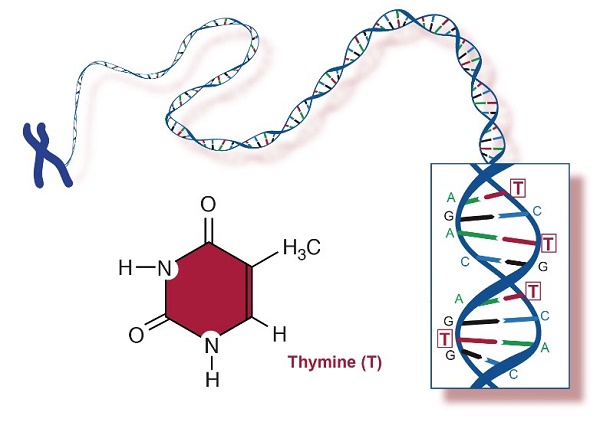 65-71-4 Thyminenucleotide baseDNAmechanism of action