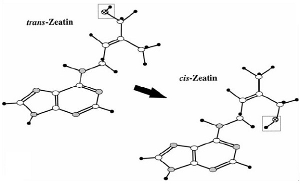 trans-Zeatin