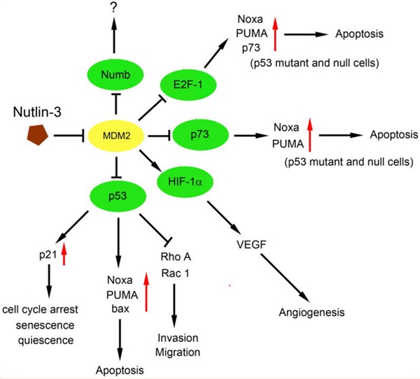 Mechanisms of the actions of Nutlin-3