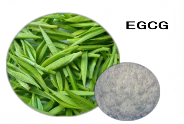 绿茶提取物中ECGC的功效与应用