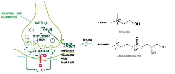 甘油磷酰胆碱在运动补剂中的作用