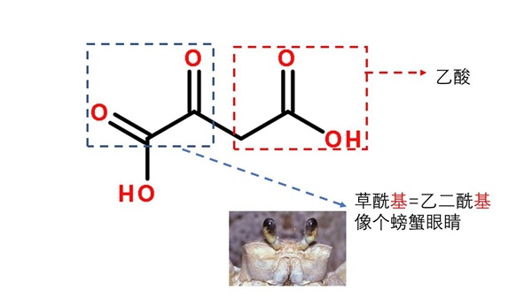 草酰乙酸在溶融动态核极化中的应用