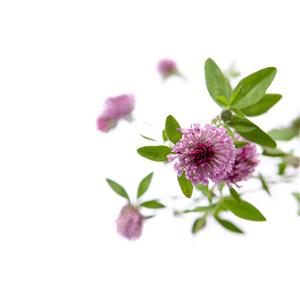 Trifolirhizin; Trifolium Pratense extract