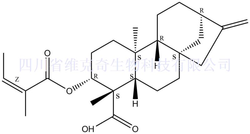 对映-3beta-当归酰基氧基-16-贝壳杉-19-烯酸