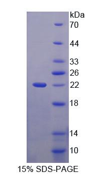 冠层2同源物(CNPY2)重组蛋白