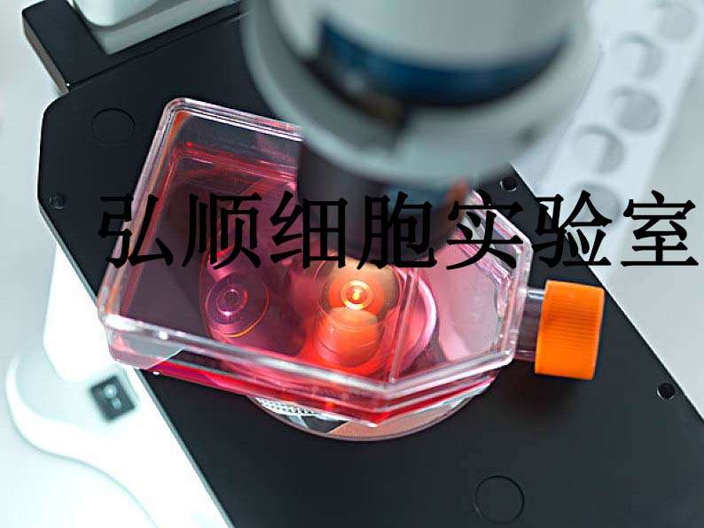786-O人肾透明细胞腺癌贴壁细胞系
