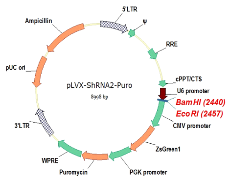 pLVX-shRNA2-Puro 载体