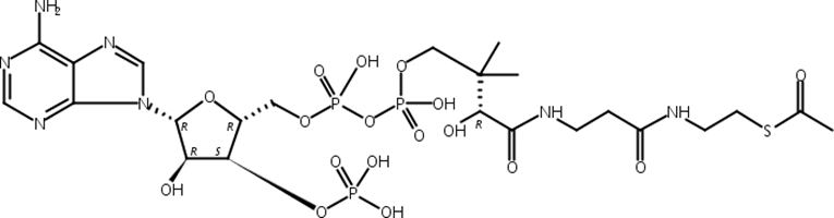 乙酰基辅酶A
