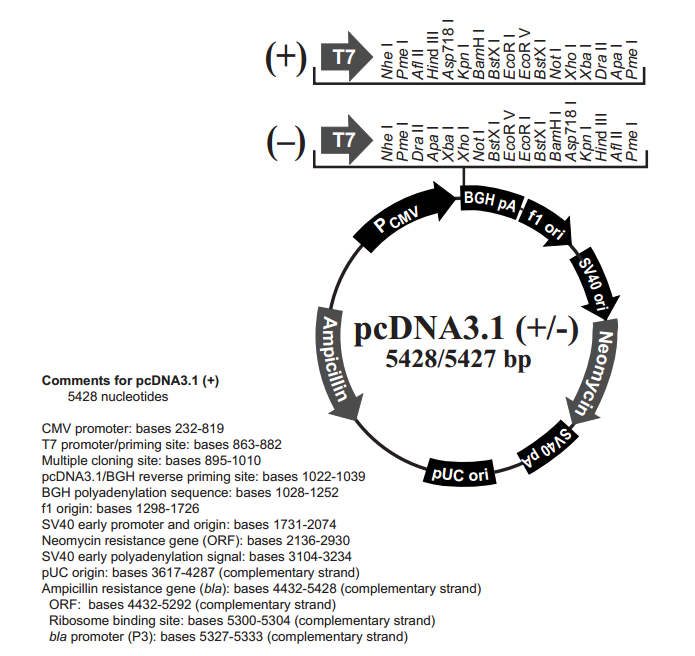 pcDNA31(-) 载体