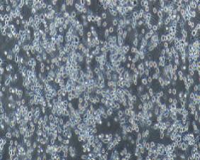 大鼠嗜碱性粒细胞性白血病细胞；RBL-2H3