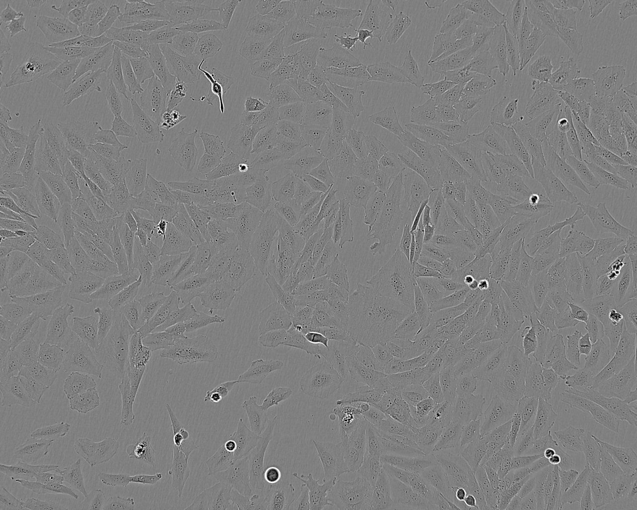 3D4/21 epithelioid cells猪肺泡巨噬细胞系