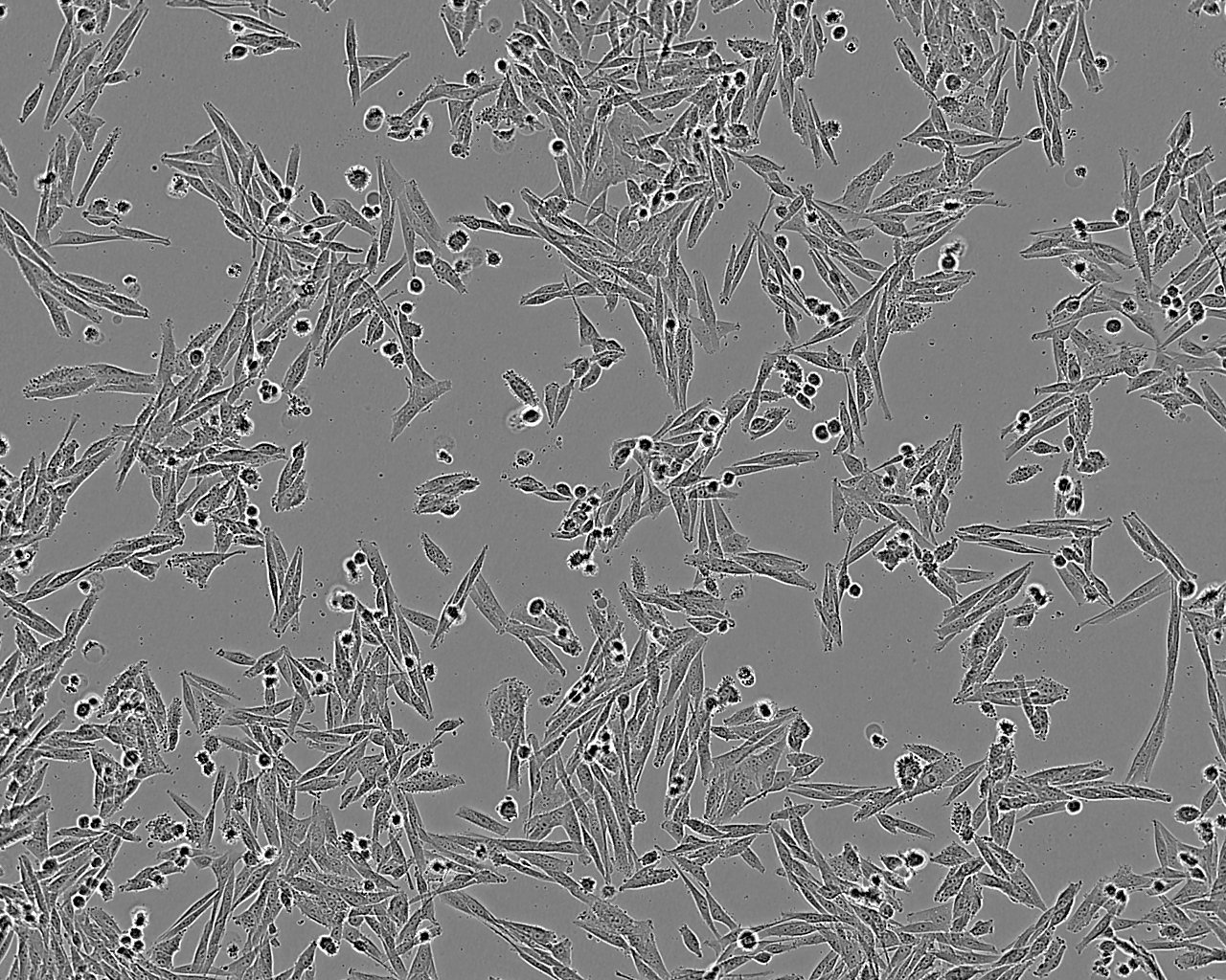 U-373MG ATCC epithelioid cells人胶质瘤细胞系