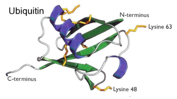 鸡多克隆抗体泛素C末端水解酶1