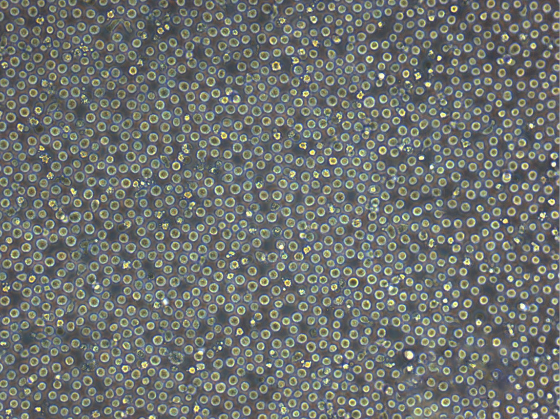 UT-7 人类原巨核细胞型白血病细胞系