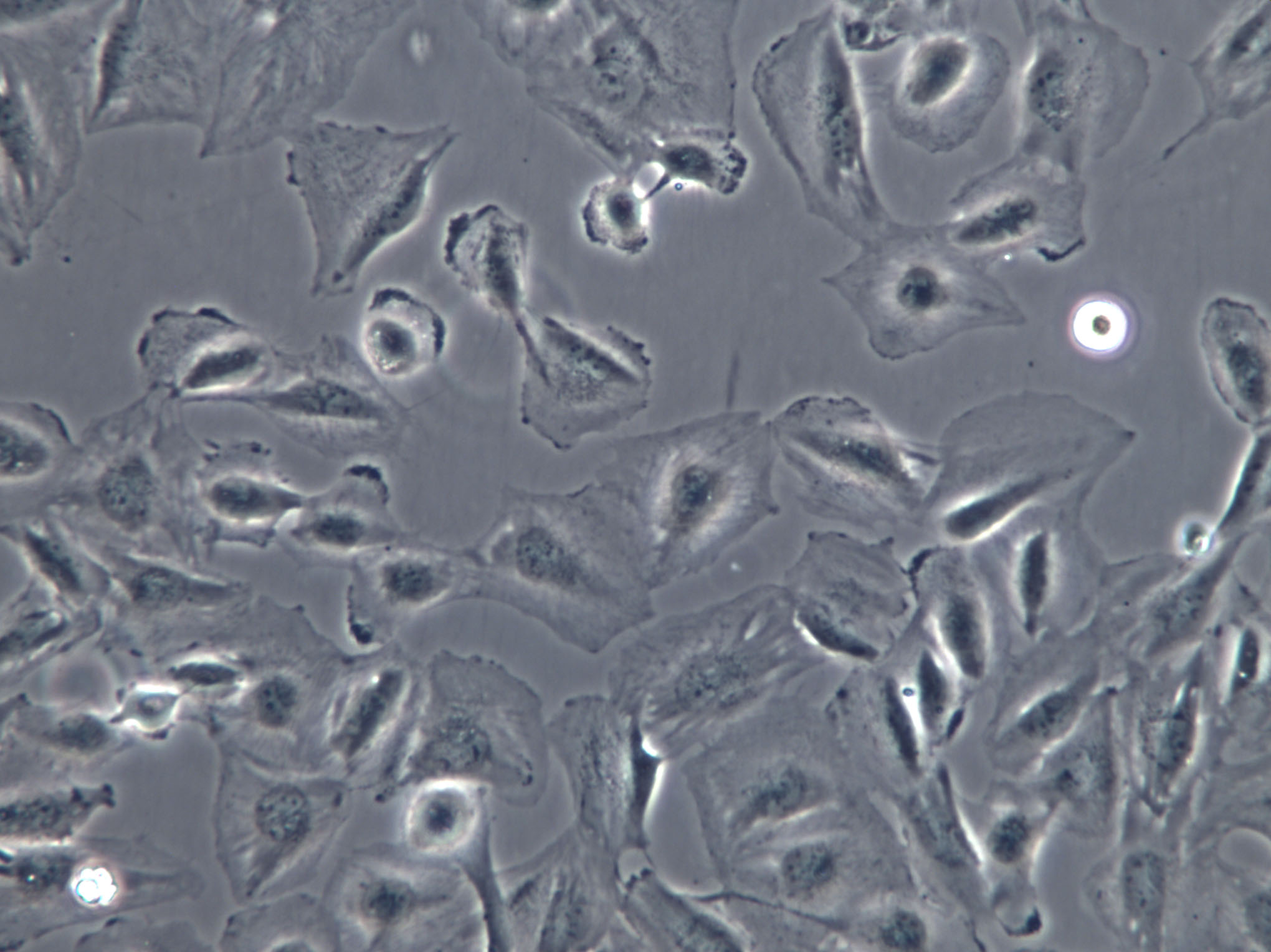 RLE-6TN Cell|大鼠肺泡Ⅱ型细胞