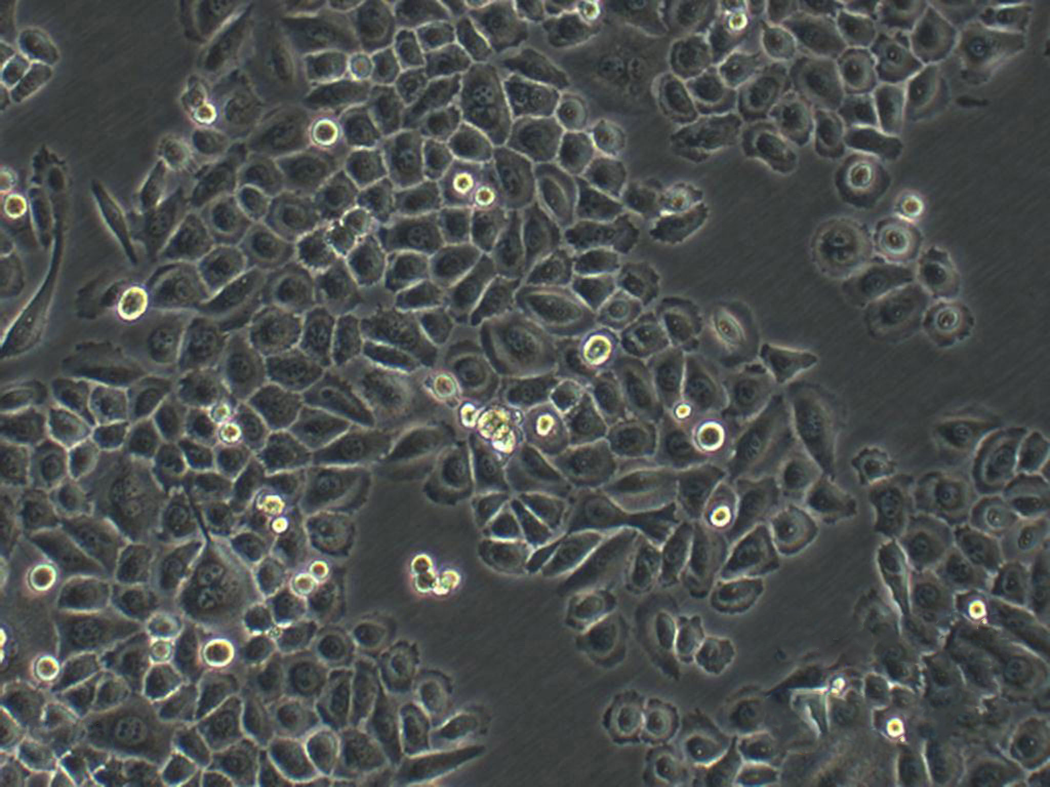 SVG p12:人星形胶质复苏细胞(提供STR鉴定图谱)
