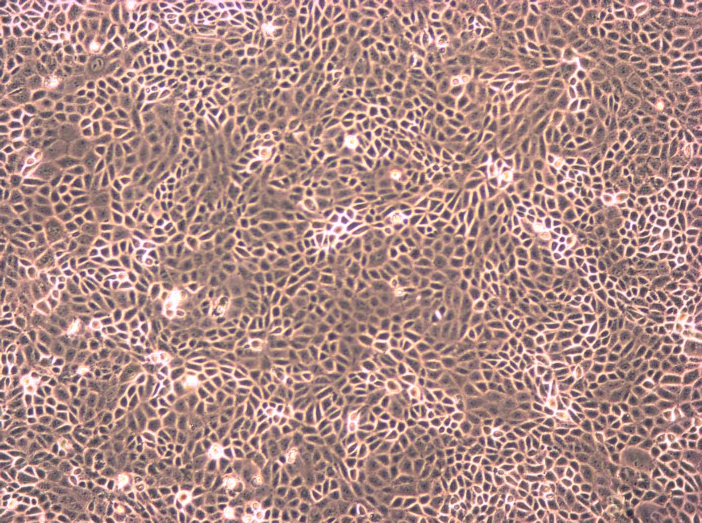 THLE-3:人肝永生化复苏细胞(提供STR鉴定图谱)