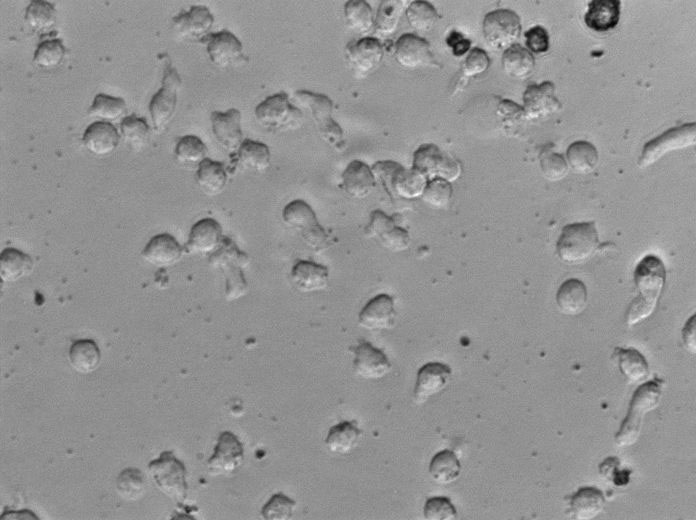 固氮螺菌固体粉末培养基