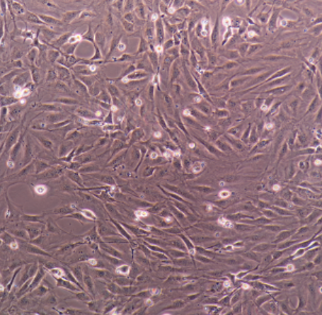 HEL人红白白血病细胞细胞