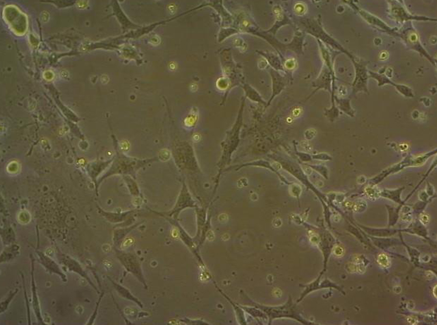 HTR8-SVneo细胞