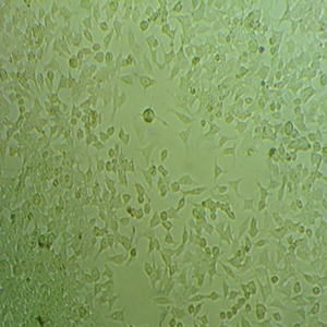 HGF人细胞