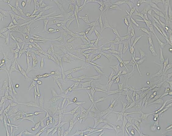 PA317（小鼠成纤维细胞）