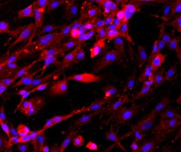 大鼠海绵体内皮细胞