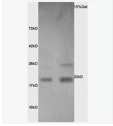 Anti-Calmodulin 1/2/3 antibody-钙调节素/钙调蛋白/钙调素抗体