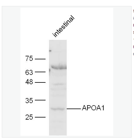 Anti-APOA1  antibody  -载脂蛋白A1抗体