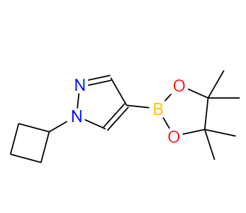 1-环丁基-吡唑-4-频哪醇二硼酸酯