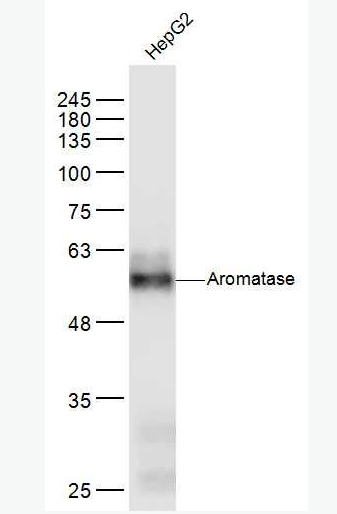 Anti-Aromatase antibody-芳香化酶抗体
