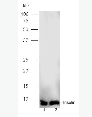 Anti-Insulin antibody-胰岛素抗体