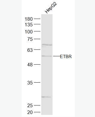 Anti-ETBR antibody-内皮素B受体抗体